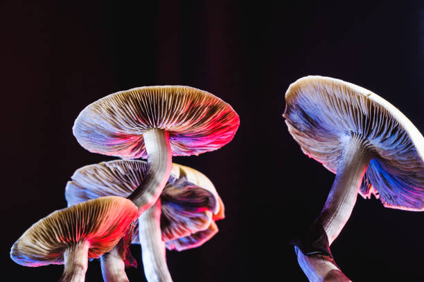 Why Do Shrooms Have Such a Strong Impact? post thumbnail image
