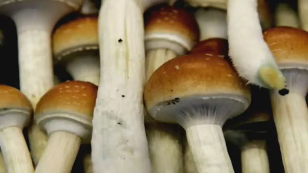 Magic Mushroom Hunting in Canada: A Guide for the Adventurous post thumbnail image