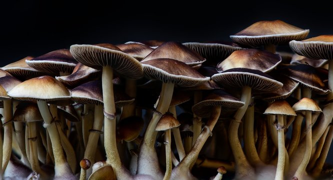 Speculate Mushrooms: A Desirable Solution for Despression signs? post thumbnail image