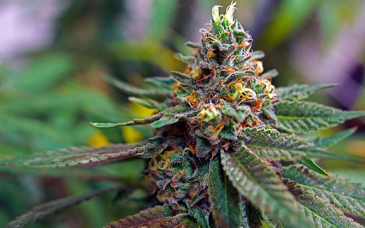 Get High-Grade Marijuana from Our DC Dispensary post thumbnail image