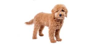 Grooming a GoldenDoodle – Tips and Tricks post thumbnail image