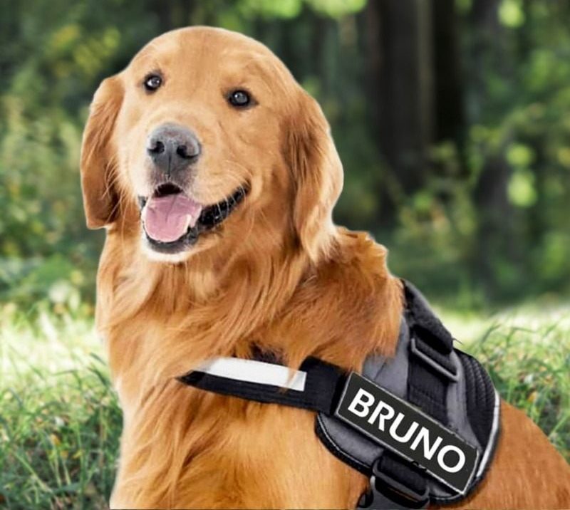No Draw Canine Harnesses: Choosing The Best One? post thumbnail image