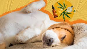 the best CBD for dogs: Picking the Right Product for Your Pet’s Healthcare Needs post thumbnail image