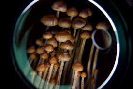 Which are the best ways to take shrooms post thumbnail image