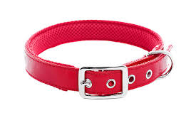 Stylish and Functional Dog collars for Every Breed post thumbnail image