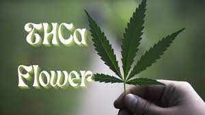 Bay Smokes’ THCA Flower: A Game-Changer for Wellness Enthusiasts post thumbnail image