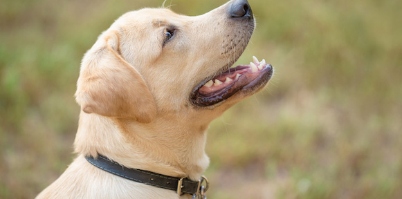 Get Complete Peace of Mind With the Innovative Halo Dog Collar post thumbnail image