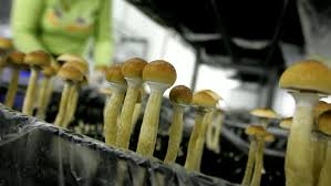 Buy Psychedelics Online Canada: A Convenient and Legal Option post thumbnail image
