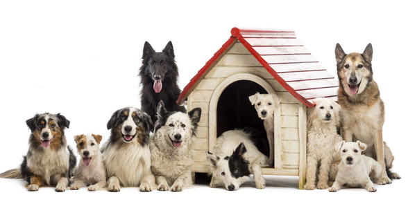 Enjoy Reassurance with Specialist Dog Boarding post thumbnail image