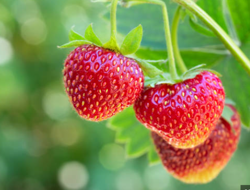 Unlock Strawberry’s Full Potential: Enhance Soil with Nutritional Fertilizer post thumbnail image
