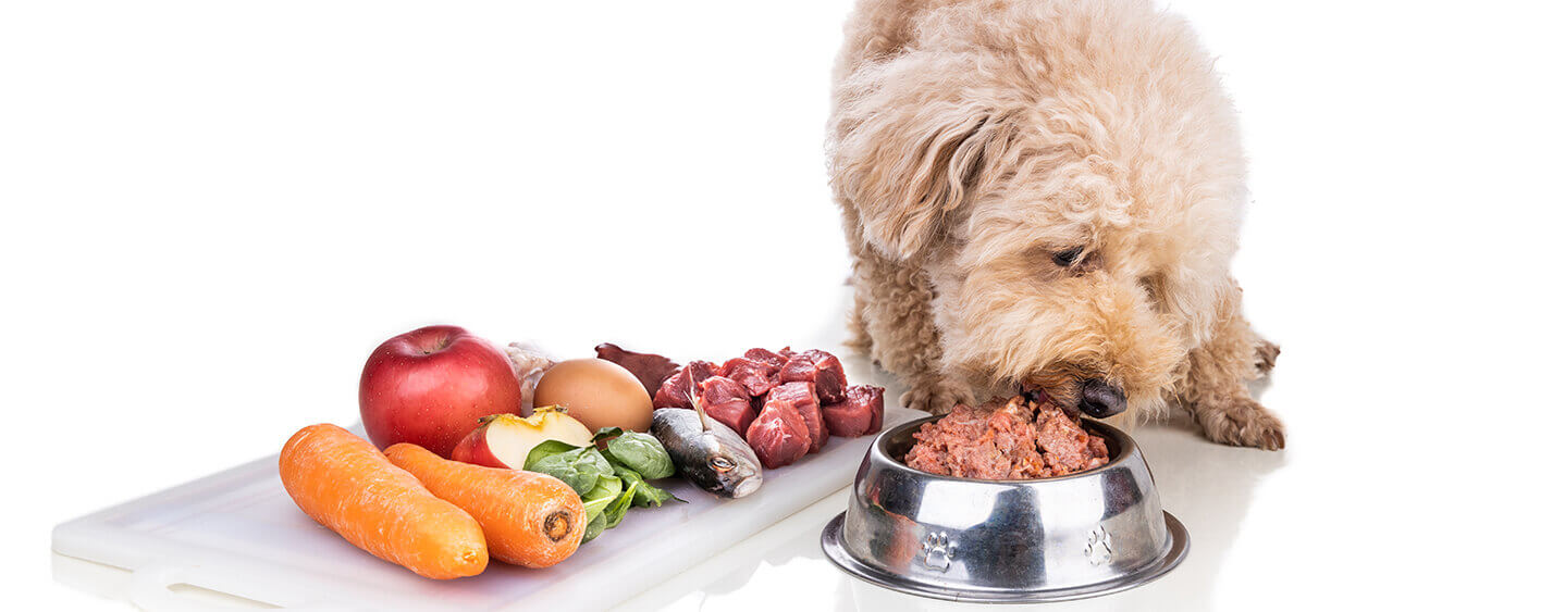 Raw Dog Food Companies: Choosing the Right Brand for Your Pup post thumbnail image