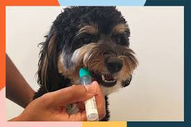 Most Popular Dog DNA Test Kit: Discover Your Canine’s Heritage post thumbnail image