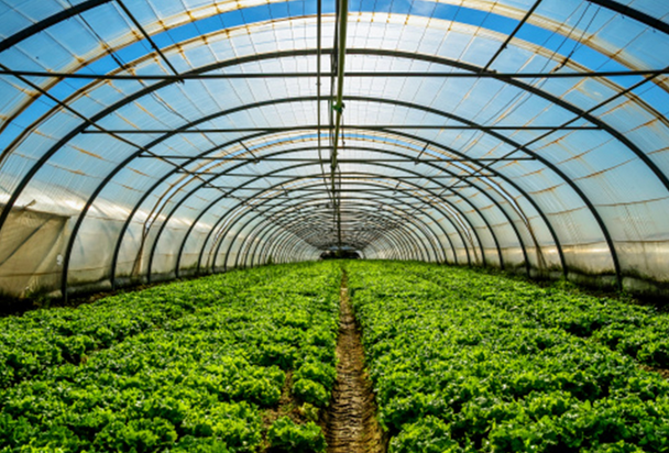 Elevate Your Gardening: The Magic of Greenhouses for Sale post thumbnail image